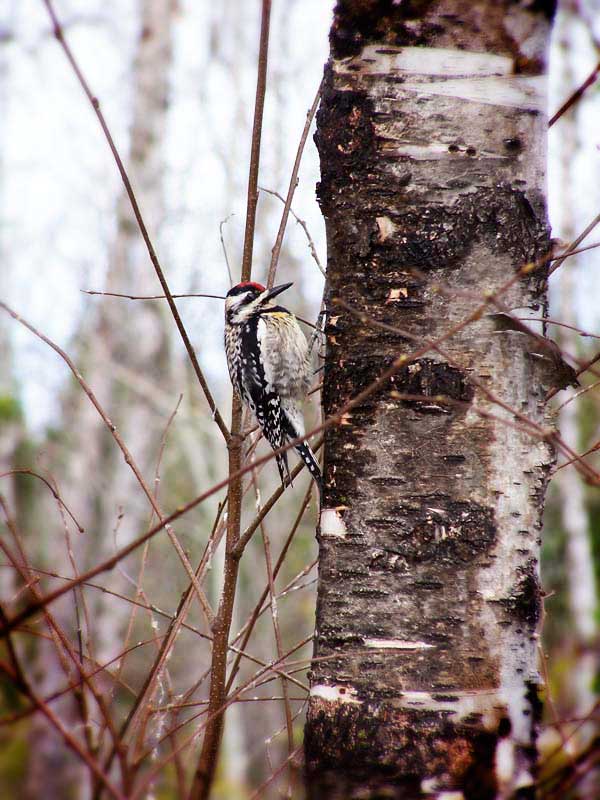 North-Of-49-Bird-Woodpecker