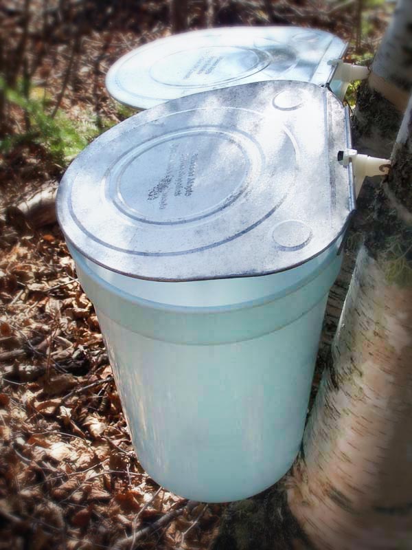 tapping-trees-for-birch-sap